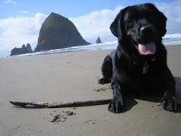 Pet Friendly Beaches on the Oregon Coast Cannon Beach